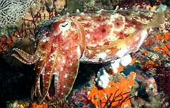 Raja Ampat 2016 - Sepia latimanus - Broadclub cuttlefish - Seiche - IMG_4591_rc